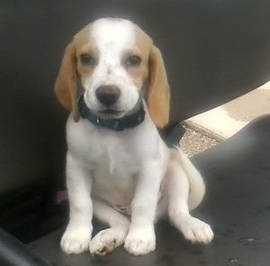 Meet your Posher, Betsy